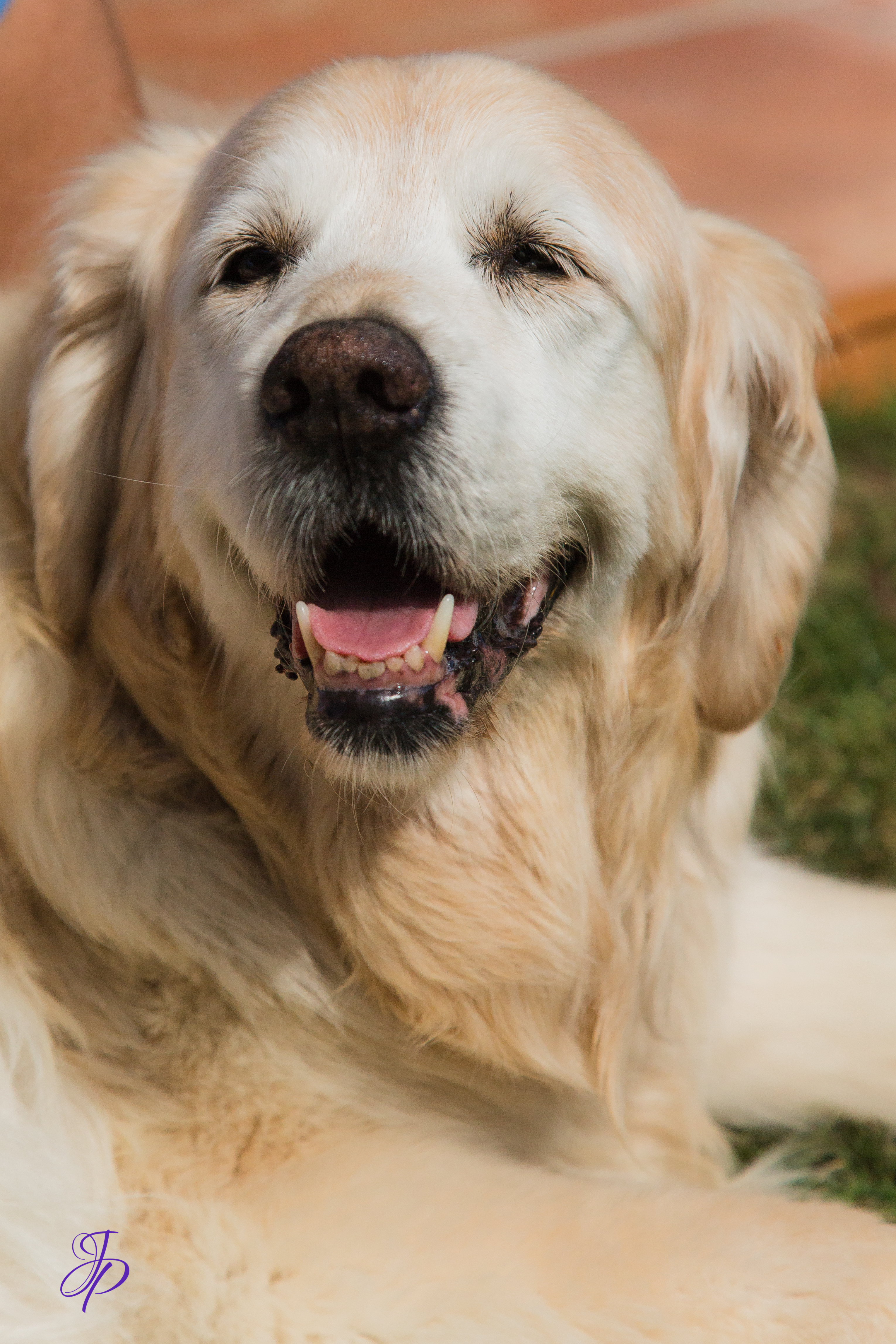 pet_photography_marbella_jenniferjane.photography pet_photography_marbella_jenniferjane.photography